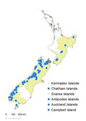 Notogrammitis givenii distribution map based on databased records at AK, CHR & WELT.
 Image: K.Boardman © Landcare Research 2021 CC BY 4.0